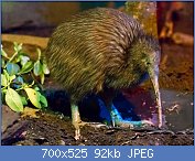 Cliquez sur l'image pour la voir en taille relle

Nom : Apteryx_mantelli_-Rotorua,_North_Island,_New_Zealand-8a.jpg
Affichages : 120
Taille : 92,0 Ko
ID : 119491