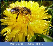 Cliquez sur l'image pour la voir en taille relle

Nom : POLLEN 1 fleur de pissenlit.jpg
Affichages : 1036
Taille : 199,8 Ko
ID : 57799