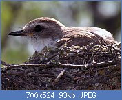 Cliquez sur l'image pour la voir en taille relle

Nom : 1024px-Vermillion_Flycatcher_Female.jpg
Affichages : 52
Taille : 93,4 Ko
ID : 122745