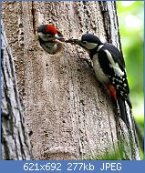 Cliquez sur l'image pour la voir en taille relle

Nom : Dendrocopos_major_-London,_England_-female_feeding_chick-8.jpg
Affichages : 44
Taille : 276,9 Ko
ID : 113556