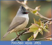 Cliquez sur l'image pour la voir en taille relle

Nom : yuhina.a.menton.noir.frpe.1p.jpg
Affichages : 58
Taille : 40,8 Ko
ID : 121411