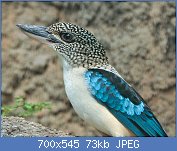 Cliquez sur l'image pour la voir en taille relle

Nom : Spangled_Kookaburra.jpg
Affichages : 40
Taille : 73,0 Ko
ID : 113013