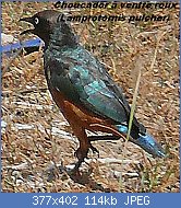 Cliquez sur l'image pour la voir en taille relle

Nom : Chestnut-bellied_Starling_01.jpg
Affichages : 32
Taille : 113,5 Ko
ID : 113348