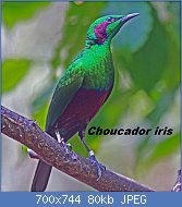 Cliquez sur l'image pour la voir en taille relle

Nom : 1280px-Iris_Glossy_Starling_RWD2.jpg
Affichages : 32
Taille : 79,6 Ko
ID : 113352