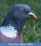 Cliquez sur l'image pour la voir en taille relle

Nom : Wood_pidgeon_Columba_palumbus.jpg
Affichages : 31
Taille : 45,6 Ko
ID : 122457