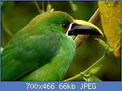 Cliquez sur l'image pour la voir en taille relle

Nom : Aulacorrhynchus_prassinus_(Tucancito_esmeralda)_(14621989696).jpg
Affichages : 62
Taille : 66,1 Ko
ID : 118802