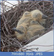 Cliquez sur l'image pour la voir en taille relle

Nom : 1024px-Common_Wood_Pigeon_young_birds.jpg
Affichages : 35
Taille : 90,9 Ko
ID : 122460