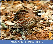 Cliquez sur l'image pour la voir en taille relle

Nom : 1280px-Northern_Bobwhite_(Colinus_virginianus)_RWD1.jpg
Affichages : 77
Taille : 105,0 Ko
ID : 122122