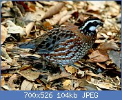 Cliquez sur l'image pour la voir en taille relle

Nom : 1280px-Northern_Bobwhite_(Colinus_virginianus)_RWD2.jpg
Affichages : 75
Taille : 103,9 Ko
ID : 122120