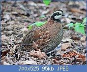 Cliquez sur l'image pour la voir en taille relle

Nom : 1280px-Northern_Bobwhite_RWD1.jpg
Affichages : 83
Taille : 94,9 Ko
ID : 122121