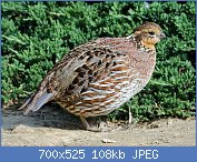 Cliquez sur l'image pour la voir en taille relle

Nom : 1280px-Northern_Bobwhite_female_RWDpp.jpg
Affichages : 80
Taille : 108,1 Ko
ID : 122127