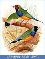 Cliquez sur l'image pour la voir en taille relle

Nom : diamant.de.gould.wifr.0g.jpg
Affichages : 1425
Taille : 52,6 Ko
ID : 64903