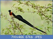 Cliquez sur l'image pour la voir en taille relle

Nom : Long-tailed_Paradise_Whydah_(Vidua_paradisaea)_(17145400469).jpg
Affichages : 66
Taille : 67,1 Ko
ID : 119088
