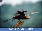 Cliquez sur l'image pour la voir en taille relle

Nom : Anhinga_melanogaster_at_Nagarhole.jpg
Affichages : 78
Taille : 37,1 Ko
ID : 121968