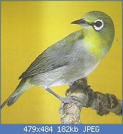 Cliquez sur l'image pour la voir en taille relle

Nom : zosterops du Japon (zosterops japonicus).jpg
Affichages : 391
Taille : 181,7 Ko
ID : 77216