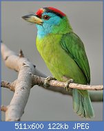 Cliquez sur l'image pour la voir en taille relle

Nom : Blue-throated_Barbet_(Megalaima_asiatica)_on_Kapok_(Ceiba_pentandra)_in_Kolkata_W_IMG_4293.jpg
Affichages : 53
Taille : 121,8 Ko
ID : 118212