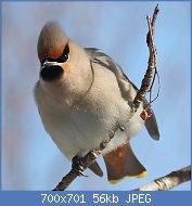 Cliquez sur l'image pour la voir en taille relle

Nom : 1024px-Bombycilla_garrulus_(front).jpg
Affichages : 87
Taille : 55,6 Ko
ID : 117614