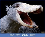 Cliquez sur l'image pour la voir en taille relle

Nom : Le-bec-en-sabot-du-Nil-ou-le-digne-descendant-du-velociraptor-16.jpg
Affichages : 62
Taille : 72,5 Ko
ID : 119670