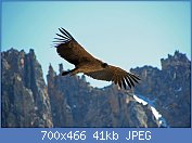 Cliquez sur l'image pour la voir en taille relle

Nom : 1280px-Condor_des_andes_immature.jpg
Affichages : 58
Taille : 41,0 Ko
ID : 120905