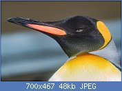 Cliquez sur l'image pour la voir en taille relle

Nom : 1280px-King_penguin_Aptenodytes_patagonicus-4932.jpg
Affichages : 73
Taille : 48,3 Ko
ID : 120877