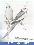 Cliquez sur l'image pour la voir en taille relle

Nom : callopsitte (Nymphicus hollandicus ) (Kerr).jpg
Affichages : 385
Taille : 91,2 Ko
ID : 74639