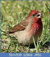 Cliquez sur l'image pour la voir en taille relle

Nom : Carpodacus_erythrinus_Haukipudas_20120519_02.JPG
Affichages : 85
Taille : 127,7 Ko
ID : 114731