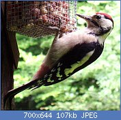 Cliquez sur l'image pour la voir en taille relle

Nom : Dendrocopos_major_-bird_feeder-5.jpg
Affichages : 61
Taille : 106,8 Ko
ID : 112956