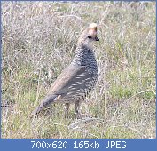 Cliquez sur l'image pour la voir en taille relle

Nom : 1024px-068_-_SCALED_QUAIL_(5-10-2015)_las_cienegas_nca,_pima_co,_az_-08_(17367896710).jpg
Affichages : 92
Taille : 164,5 Ko
ID : 116585