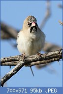 Cliquez sur l'image pour la voir en taille relle

Nom : Scaly-feathered_weaver,_Sporopipes_squamifrons_(also_known_asGG_the_scaly-feathered_finch)_at_Ma.jpg
Affichages : 26
Taille : 94,7 Ko
ID : 116606