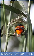 Cliquez sur l'image pour la voir en taille relle

Nom : Euplectes_orix_-Pretoria,_South_Africa_-male_weaving_nest-8_(2).jpg
Affichages : 88
Taille : 218,5 Ko
ID : 119153