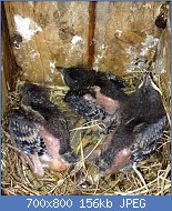 Cliquez sur l'image pour la voir en taille relle

Nom : Occurrence-of-twin-embryos-in-the-eastern-bluebird-peerj-02-273-g004.jpg
Affichages : 28
Taille : 156,3 Ko
ID : 117164