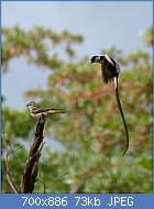 Cliquez sur l'image pour la voir en taille relle

Nom : Pin-tailed_Whydah_(Vidua_macroura)_(5984767430).jpg
Affichages : 26
Taille : 73,4 Ko
ID : 118026