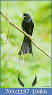 Cliquez sur l'image pour la voir en taille relle

Nom : Greater_Racket-tailed_Drongo_(Dicrurus_paradiseus).jpg
Affichages : 42
Taille : 104,1 Ko
ID : 118646