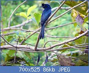 Cliquez sur l'image pour la voir en taille relle

Nom : Greater_Racket-Tailed_Drongo.jpg
Affichages : 42
Taille : 86,1 Ko
ID : 118648