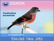 Cliquez sur l'image pour la voir en taille relle

Nom : cardinalina-ancestrale-1.jpg
Affichages : 276
Taille : 73,9 Ko
ID : 123217