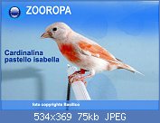 Cliquez sur l'image pour la voir en taille relle

Nom : cardinalina-pastello-isabel.jpg
Affichages : 287
Taille : 75,3 Ko
ID : 123218