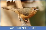 Cliquez sur l'image pour la voir en taille relle

Nom : Tawny_bellied_warbler_David_Raju.jpg
Affichages : 54
Taille : 36,1 Ko
ID : 121403