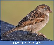 Cliquez sur l'image pour la voir en taille relle

Nom : House_Sparrow_(Passer_domesticus)-_Female_in_Kolkata_I_IMG_3787_(cropped).jpg
Affichages : 295
Taille : 113,8 Ko
ID : 114846