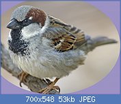 Cliquez sur l'image pour la voir en taille relle

Nom : Passer_domesticus_male_nuptial.jpg
Affichages : 300
Taille : 52,7 Ko
ID : 114847