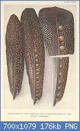 Cliquez sur l'image pour la voir en taille relle

Nom : 800px-Evolution_of_eyes_on_Argus_Pheasant_feathers_by_Henrik_Grnvold.jpg
Affichages : 47
Taille : 175,6 Ko
ID : 118700