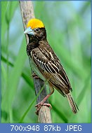 Cliquez sur l'image pour la voir en taille relle

Nom : 1024px-Blackbreastedweaver_DSC_6527_040813_dadri.jpg
Affichages : 73
Taille : 86,5 Ko
ID : 119180