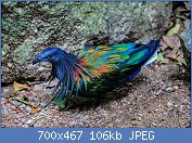Cliquez sur l'image pour la voir en taille relle

Nom : le-magnifique-pigeon-de-Nicobar-ou-Nicobar-a-camail-cousin-dodo-2.jpg
Affichages : 103
Taille : 105,7 Ko
ID : 110546