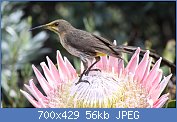 Cliquez sur l'image pour la voir en taille relle

Nom : Promerops_cafer_-Cape_Town,_South_Afirca_-male-8.jpg
Affichages : 33
Taille : 55,7 Ko
ID : 112963