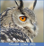 Cliquez sur l'image pour la voir en taille réelle
Nom : 1024px-Bubo_bubo_portrait.jpg
Affichages : 499
Taille : 129,0 Ko
ID : 123531