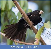 Cliquez sur l'image pour la voir en taille relle

Nom : white-billed_buffalo-weaver.jpg
Affichages : 40
Taille : 81,9 Ko
ID : 118318