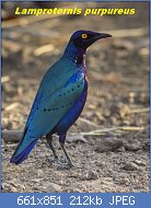 Cliquez sur l'image pour la voir en taille relle

Nom : Purple_Glossy-Starling_-_Gambia_(32496309592).jpg
Affichages : 34
Taille : 212,1 Ko
ID : 113334