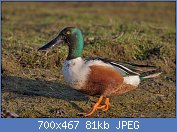 Cliquez sur l'image pour la voir en taille relle

Nom : 1280px-Northern-Shoveler_Anas-clypeata.jpg
Affichages : 262
Taille : 81,0 Ko
ID : 123387