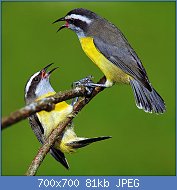 Cliquez sur l'image pour la voir en taille relle

Nom : Bananaquits_Remix1.jpg
Affichages : 60
Taille : 81,0 Ko
ID : 113738