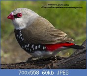 Cliquez sur l'image pour la voir en taille relle

Nom : Diamond_Firetail_-_Little_Desert_NP_-_Victoria_S4E4635_(22359529816)_(cropped).jpg
Affichages : 291
Taille : 60,5 Ko
ID : 117211