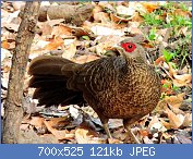 Cliquez sur l'image pour la voir en taille relle

Nom : 1280px-1.Kalij_pheasant_female.jpg
Affichages : 52
Taille : 120,7 Ko
ID : 122269